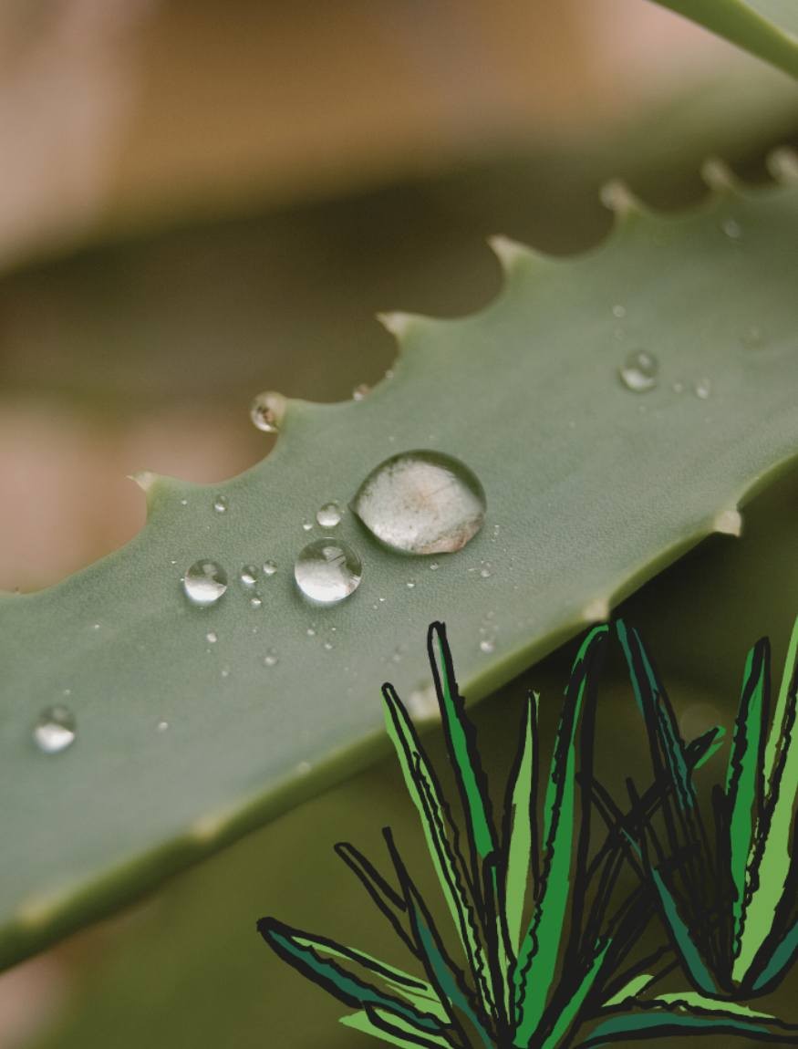 ALOE VERA